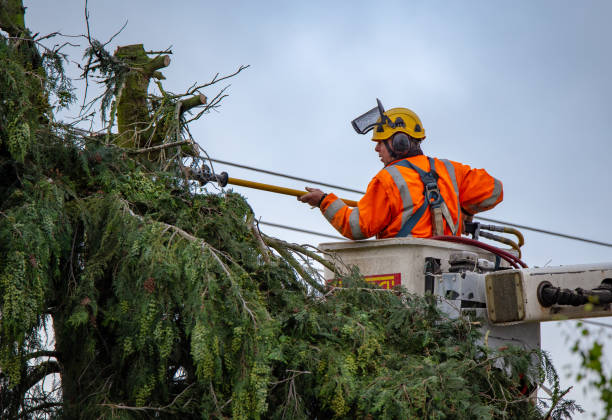 How Our Tree Care Process Works  in  Jackson, OH