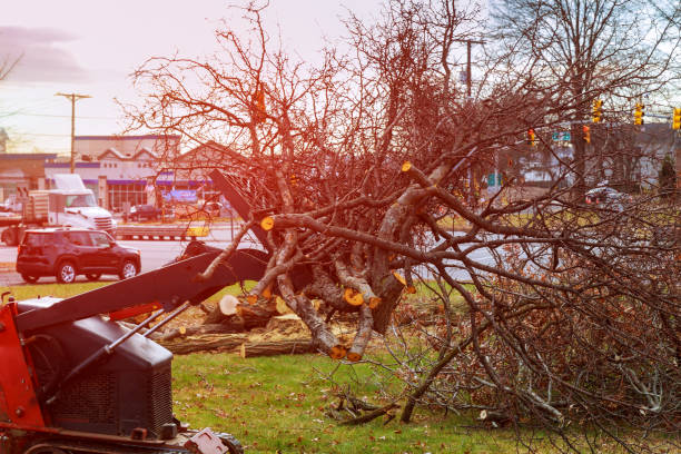 Best Arborist Consultation Services  in Jackson, OH