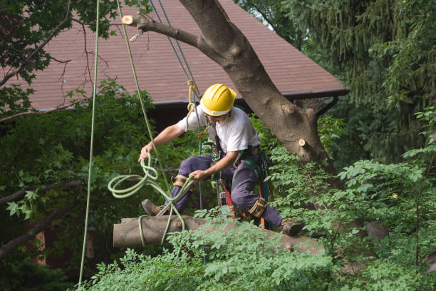 Best Hedge Trimming  in Jackson, OH
