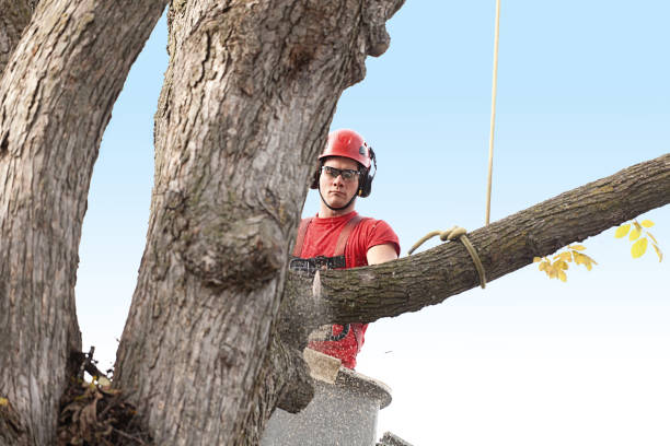 Best Tree Disease Treatment  in Jackson, OH